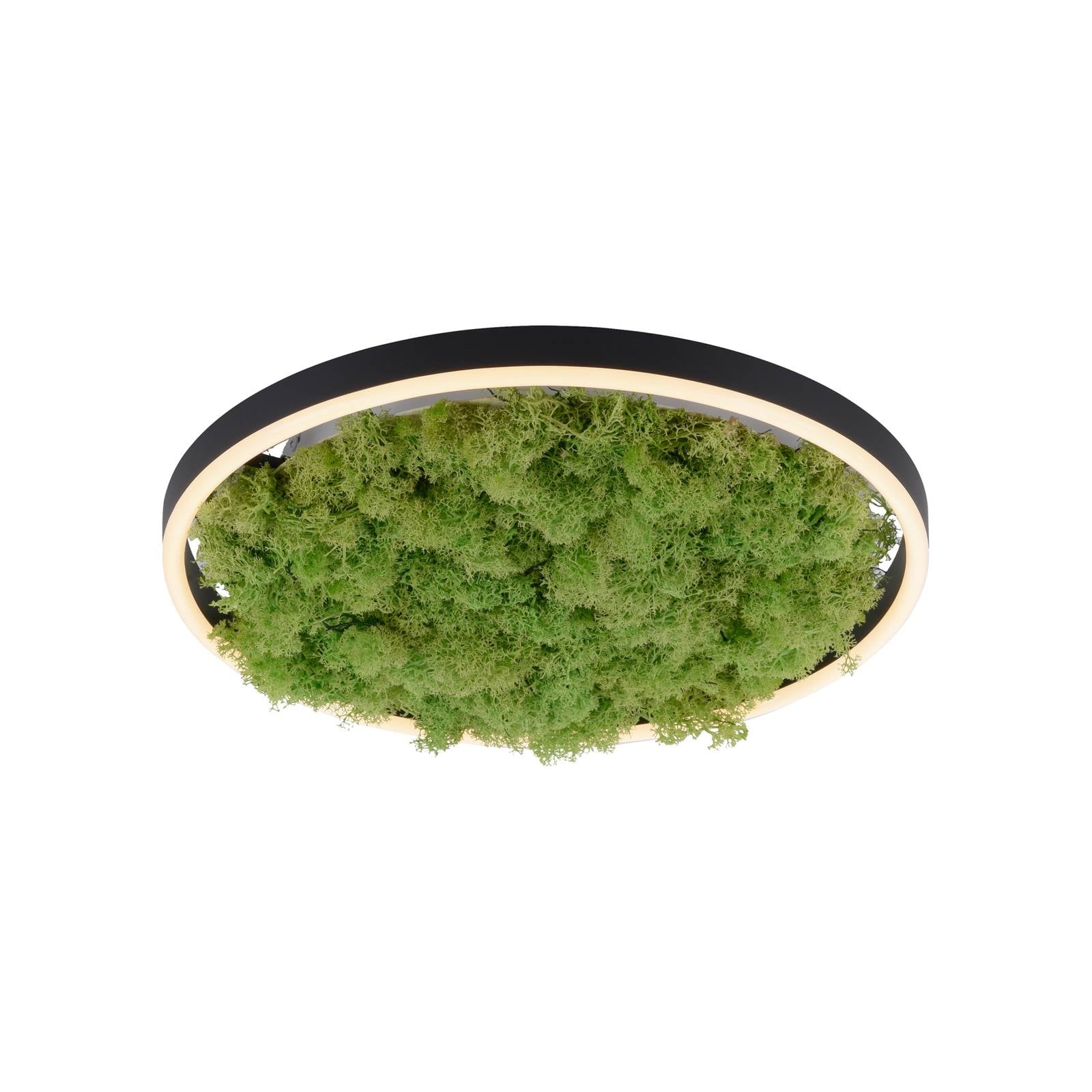 LED-Deckenlampe Green Ritus, Moos dimmbar Ø39,3cm