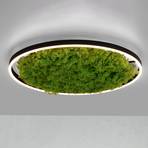 LED griestu lampa zaļa Ritus, sūnu dimmable Ø58,5cm