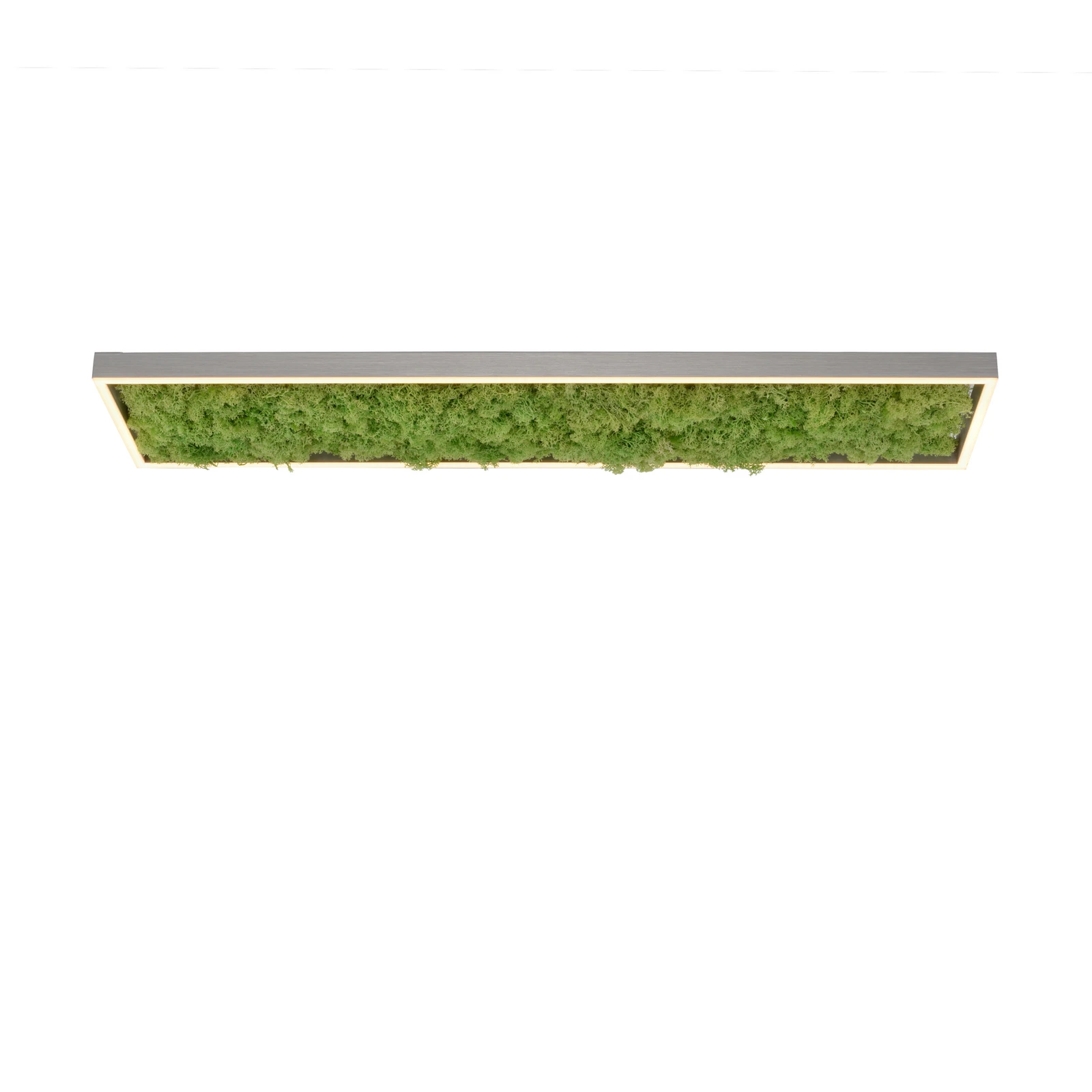 Plafón LED «Gerda Knut» con musgo natural