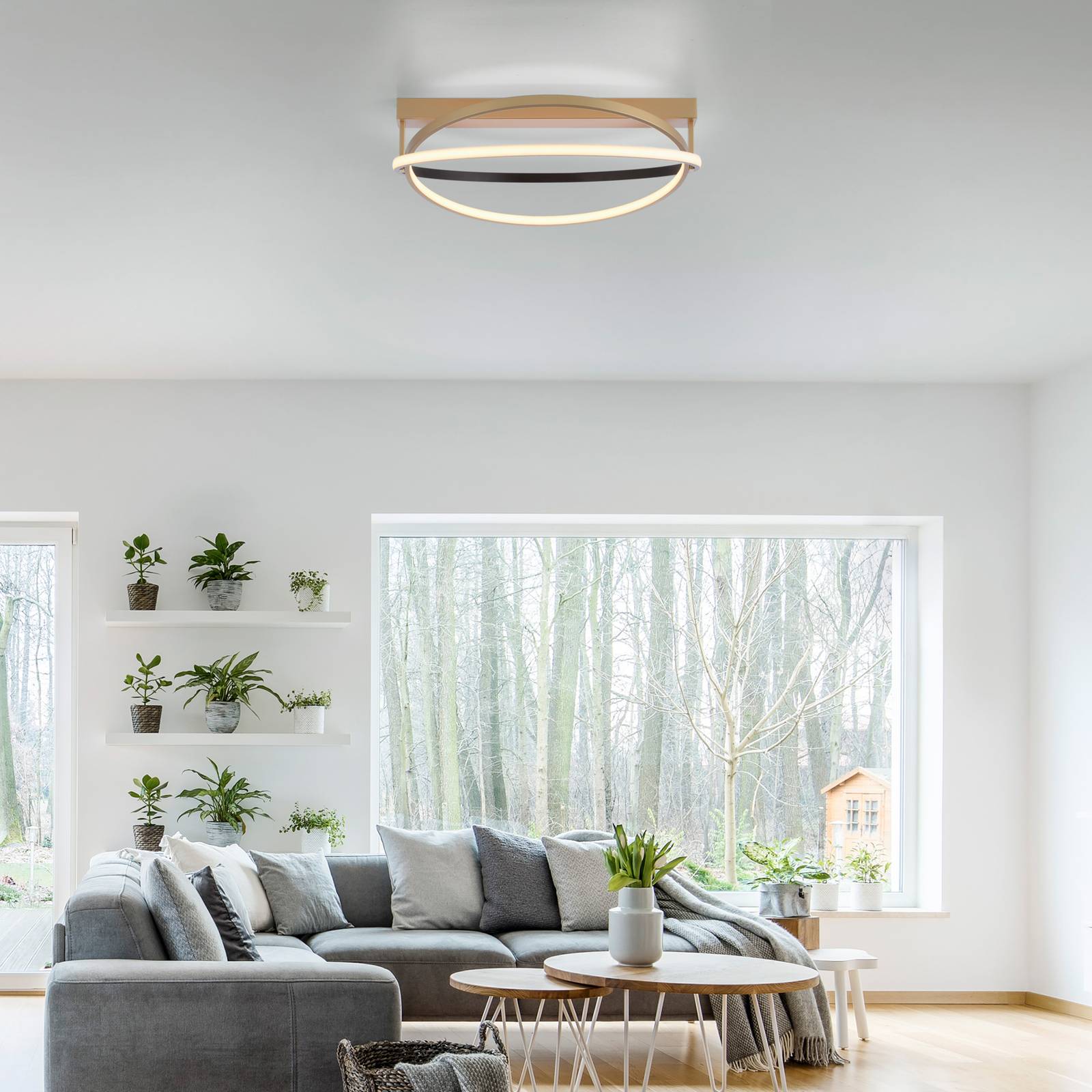 Image of Q-Smart-Home Paul Neuhaus Q-Beluga plafonnier LED, laiton 4012248373606