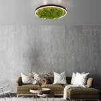 LED φωτιστικό οροφής Green Ritus, βρύα dimmable Ø39.3cm