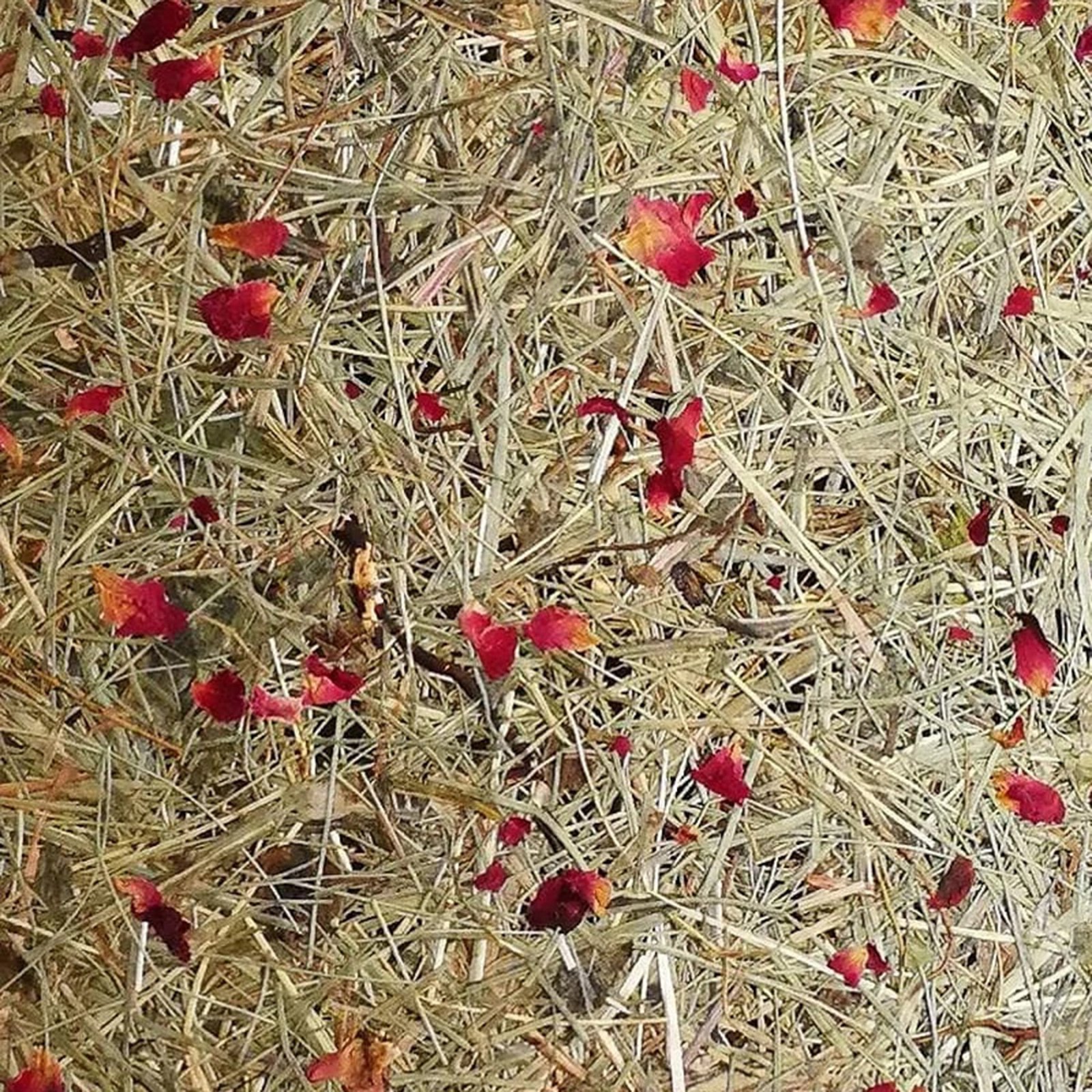 ALMUT 2610 Lauavalgusti, heina, punaste roosi kroonlehtedega