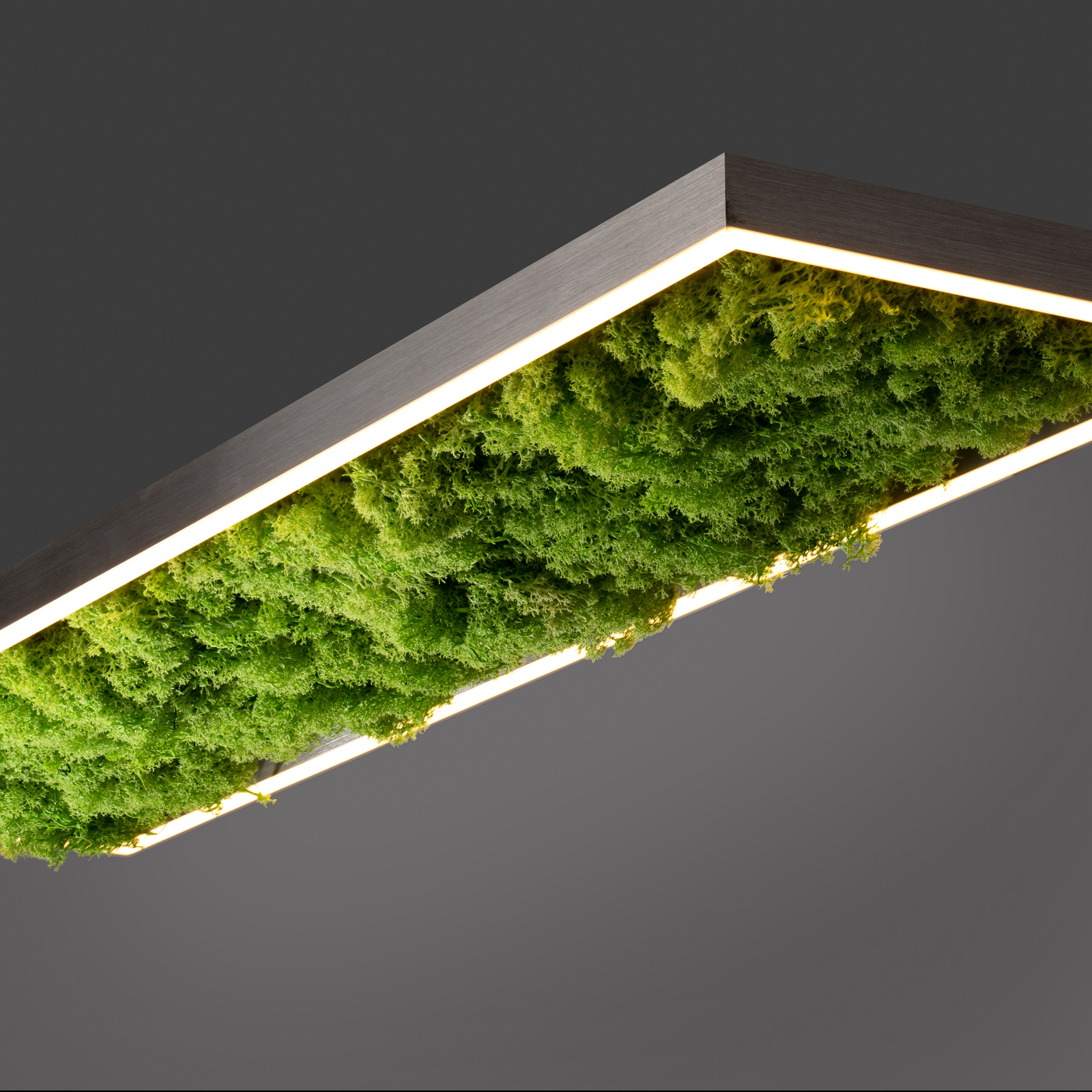 LED plafondlamp Green Knut met echt mos