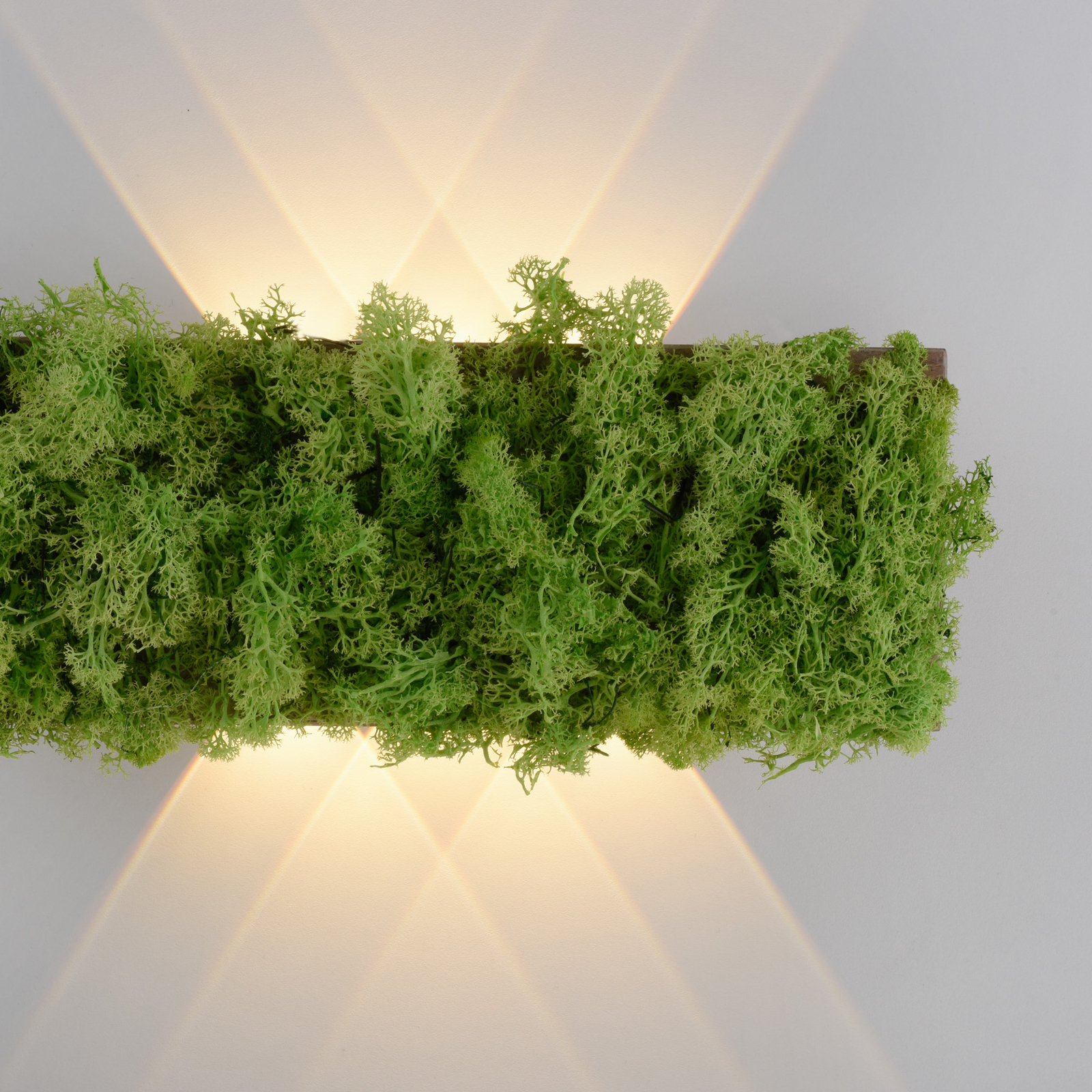 LED wall light Green Carlo, Up/Down, real moss