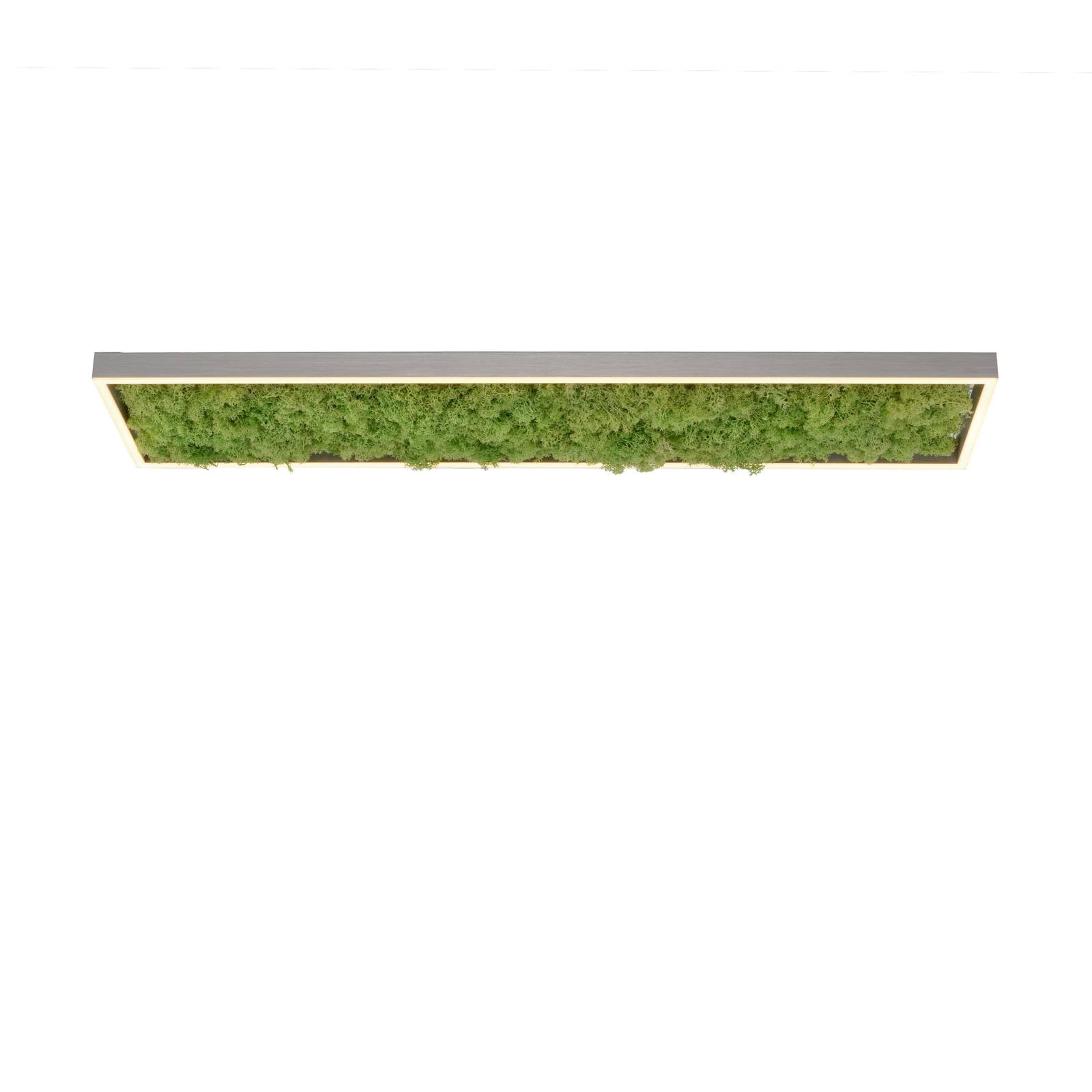 JUST LIGHT LED Deckenleuchte GREEN KNUT mit echtem Moos dimmbar 3000 K
