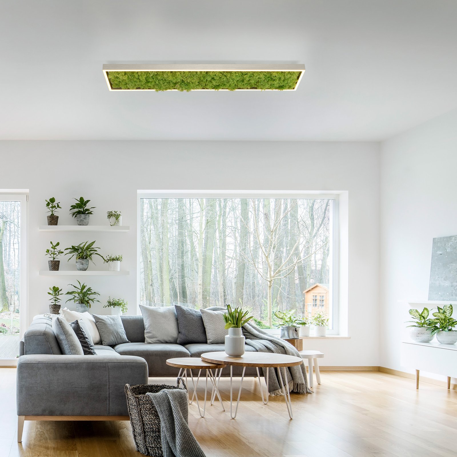 Green Knut LED ceiling light with real moss