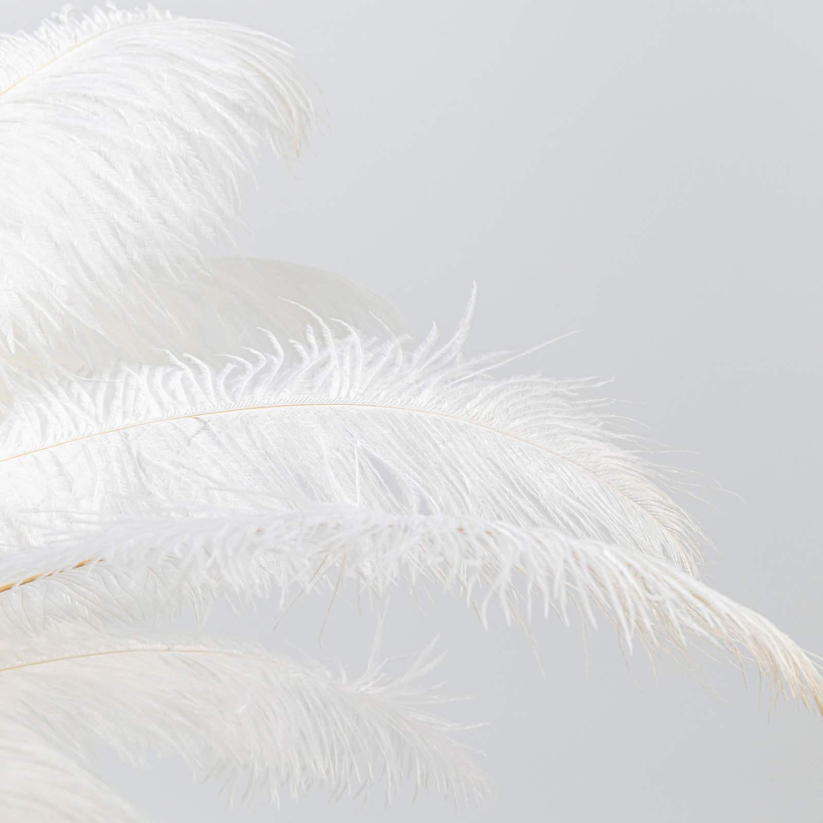 KARE Feather Palm da tavolo con piume, bianco