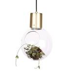 Mini Hole Pendelleuchte/Tischleuchte Clear/Brass - Globen Lighting