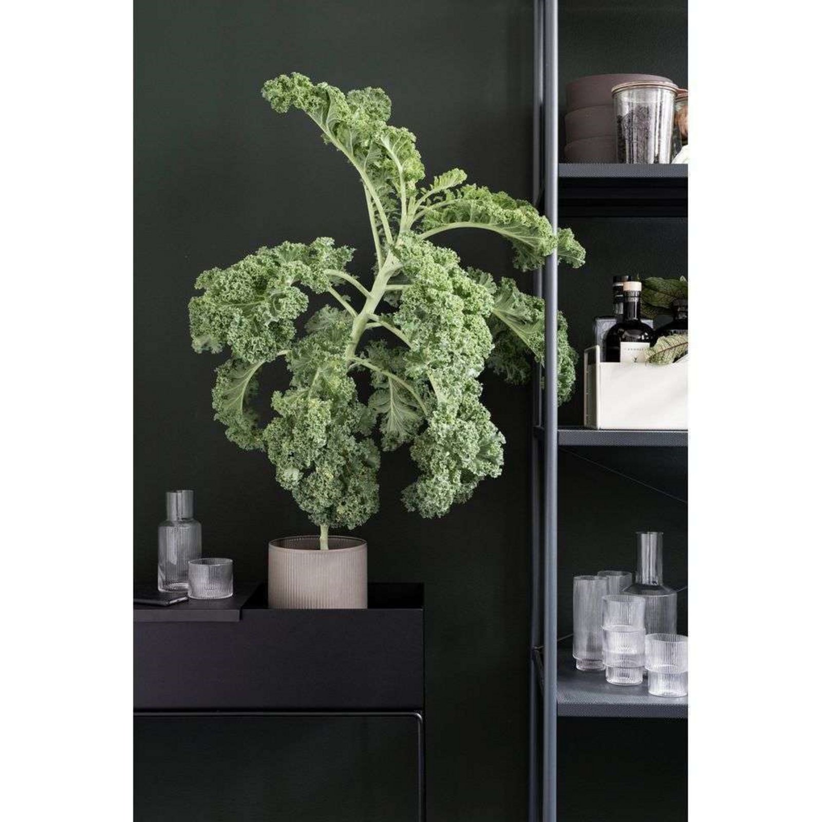 Plant Növényes Doboz Black - Ferm Living