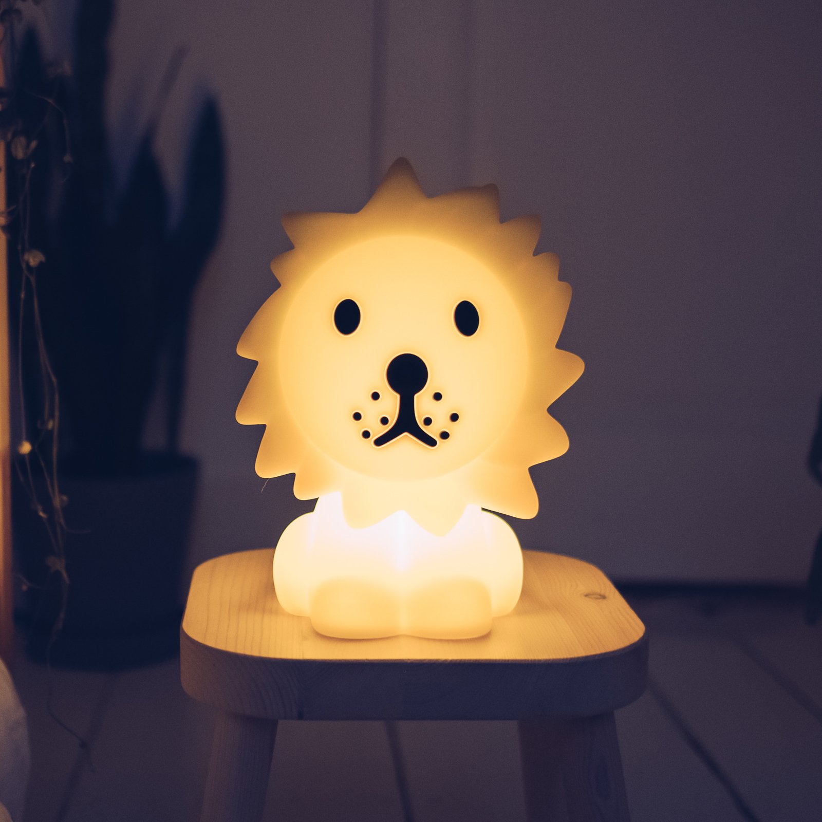 Lion First Light - Mr. Maria
