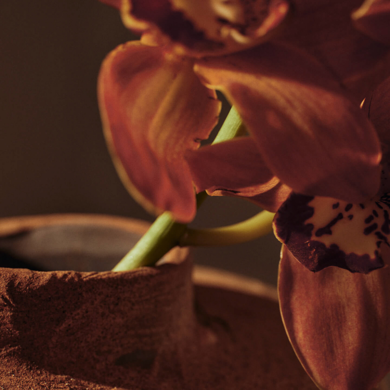 Evio vase, umber brown, height 22 cm, stoneware - ferm LIVING