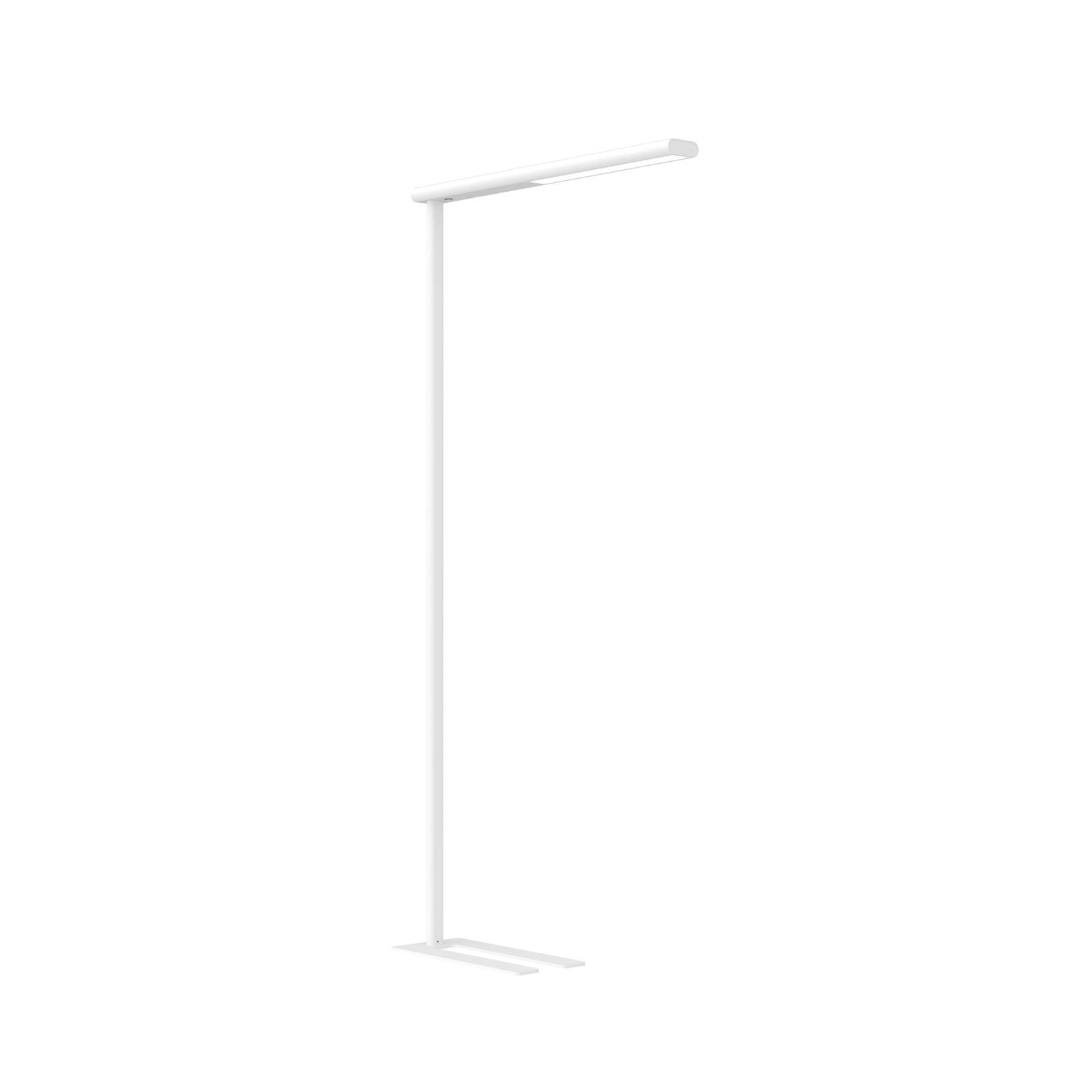 LED-Büro-Stehleuchte MAULjet, weiß, dimmbar, 195 cm