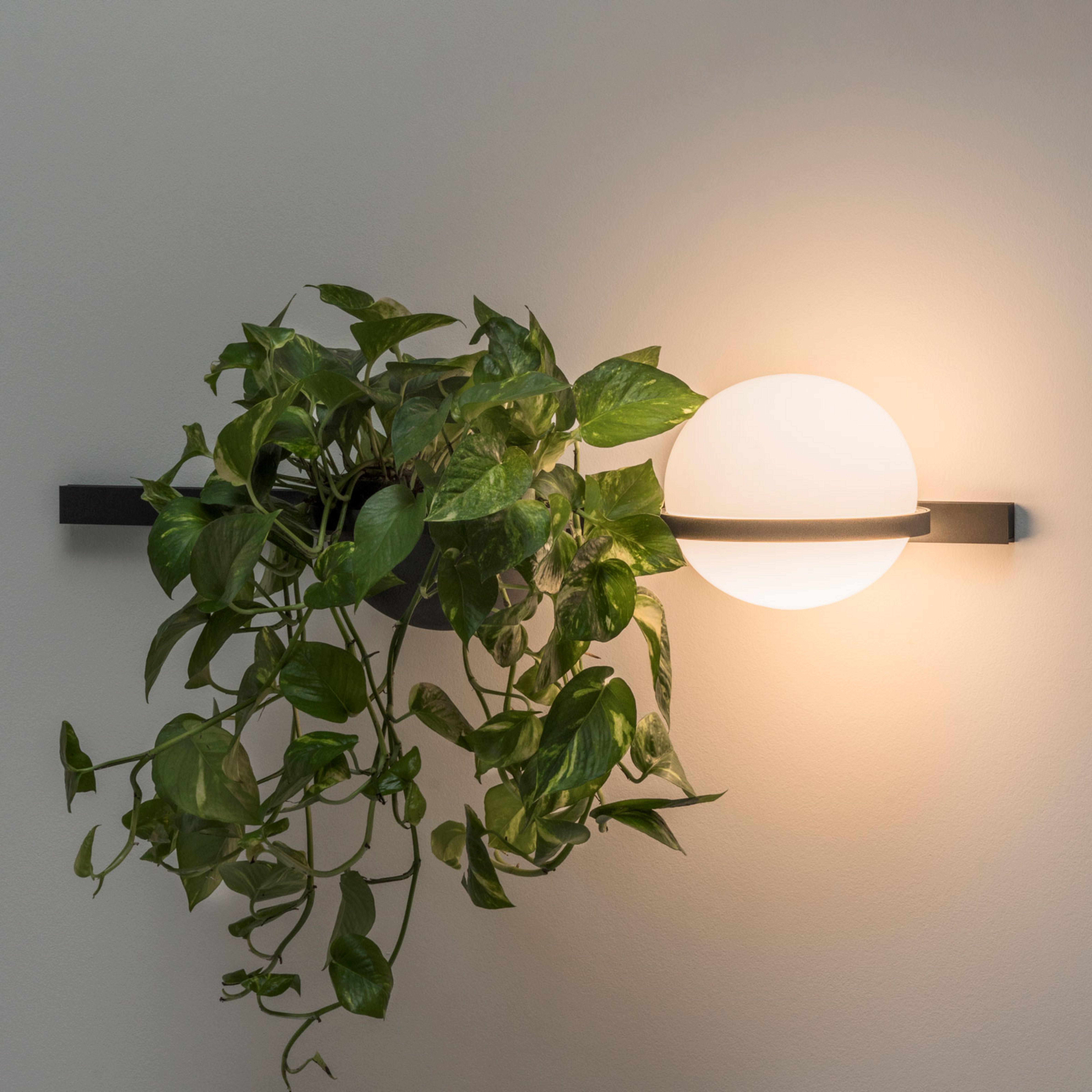 Palma 3702 Applique murale, bac à plantes, graphite - Vibia